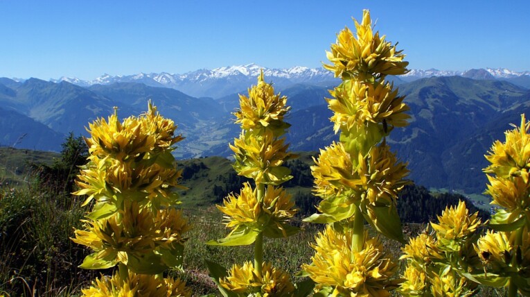 fiori di genziana sulla Majella